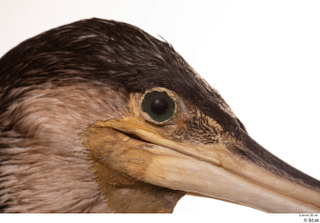 Double-crested cormorant Phalacrocorax auritus eye head 0002.jpg